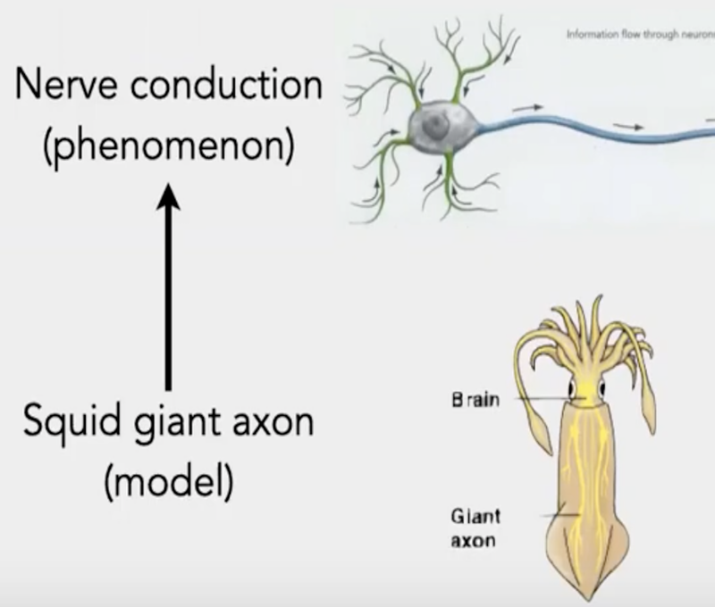 Diagram that has the words Squid giant axon (model) on the bottom next to a picture of a squid, and then nerve conduction (phenomenon) on the top, with a drawing of nerves in the eye